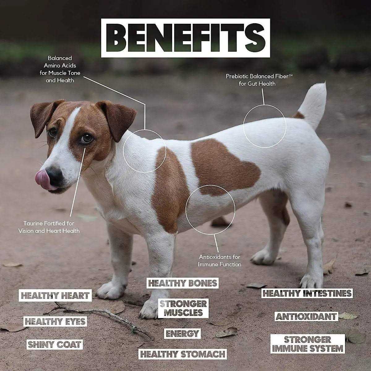 Lucy Pet Formulas for Life Salmon - Healthber
