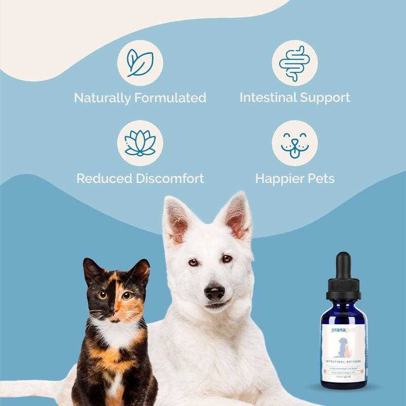 Prana-Pets.com Intestinal Defense Herbal Dewormer for Dogs 1 Bottle pff2 - Healthber