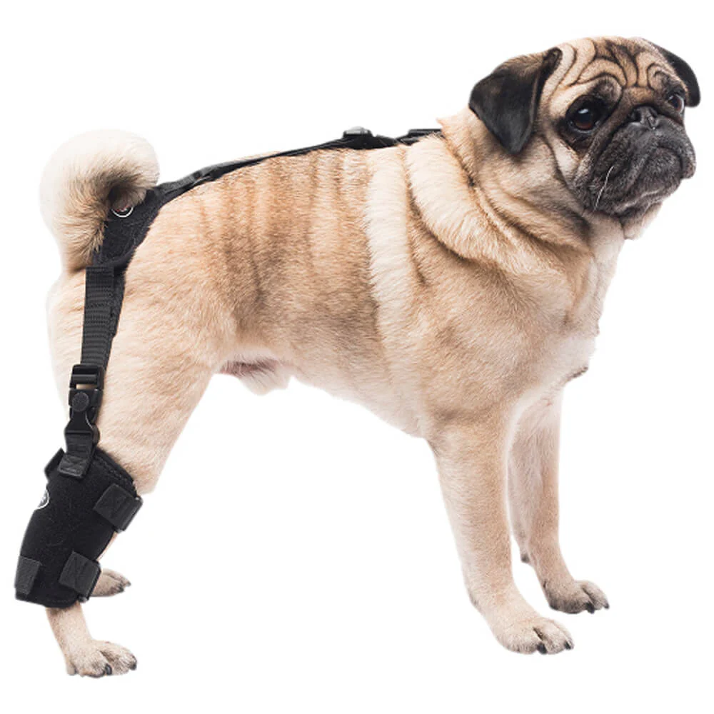 Caldera Pet Universal Therapy Tarsal/Stifle Wrap with Therapy Gel, Small - Healthber