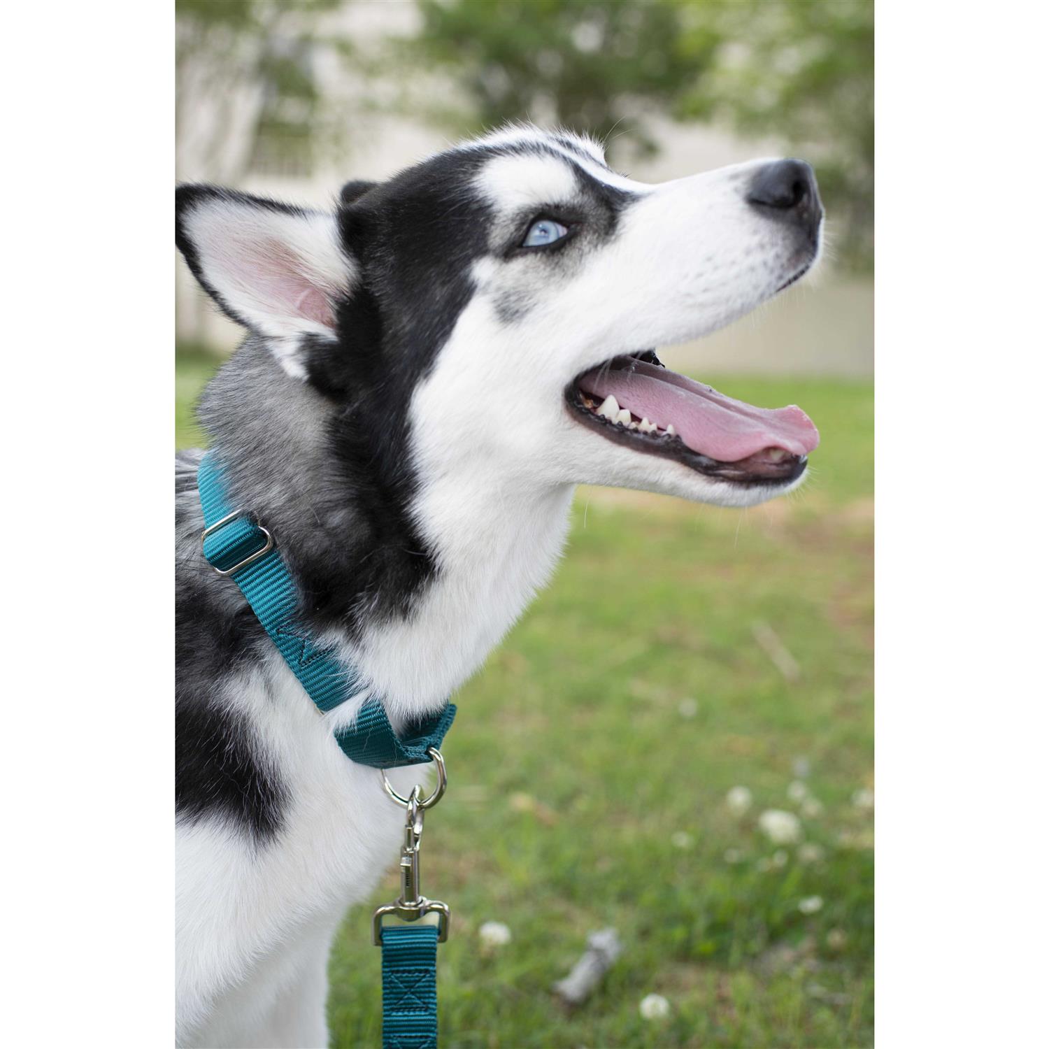 Country Brook Petz Martingale Nylon Dog Collar - Healthber