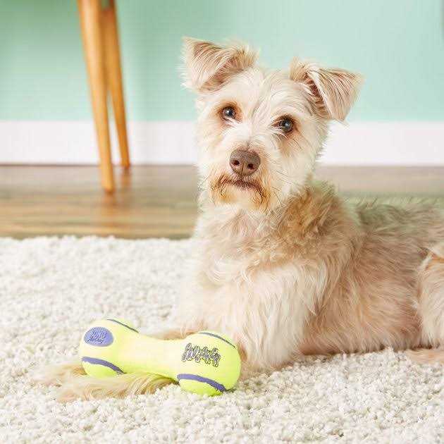 Kong Squeaker Dumbbell - Healthber