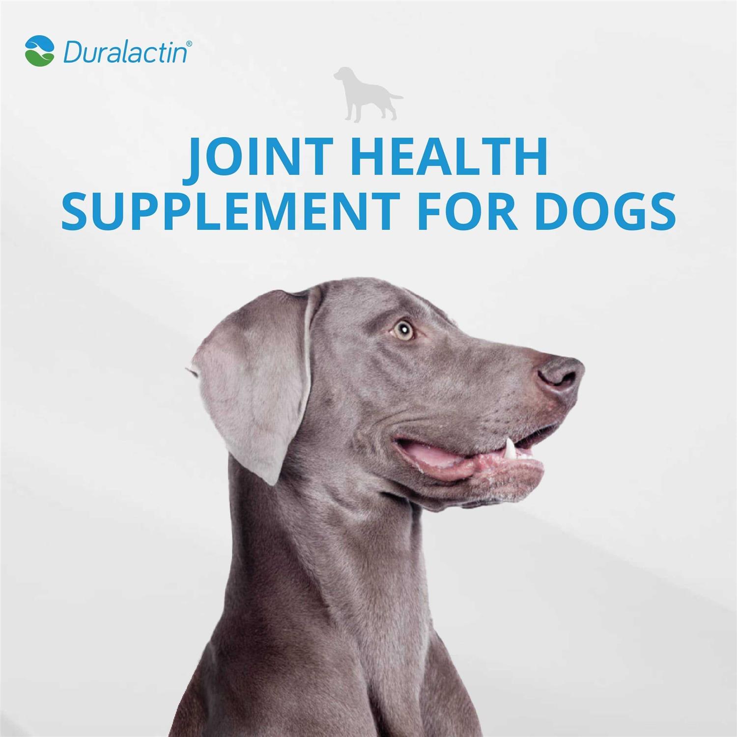 Duralactin Canine Joint Plus Soft Chews - Healthber