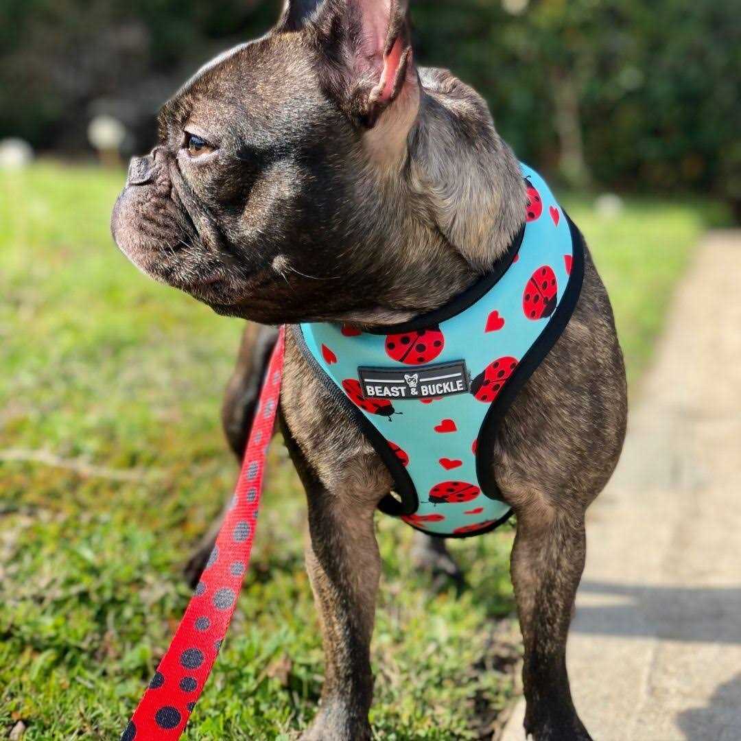 Beast & Buckle Reversible Dog Harness - Healthber