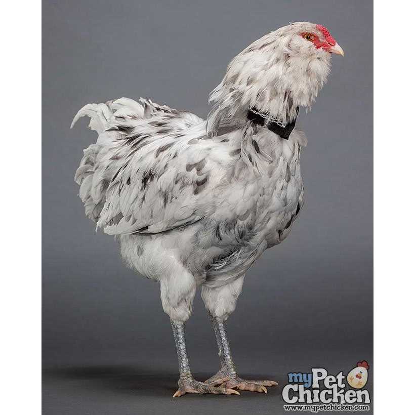 My Pet chicken No-Crow Rooster Collar - Healthber