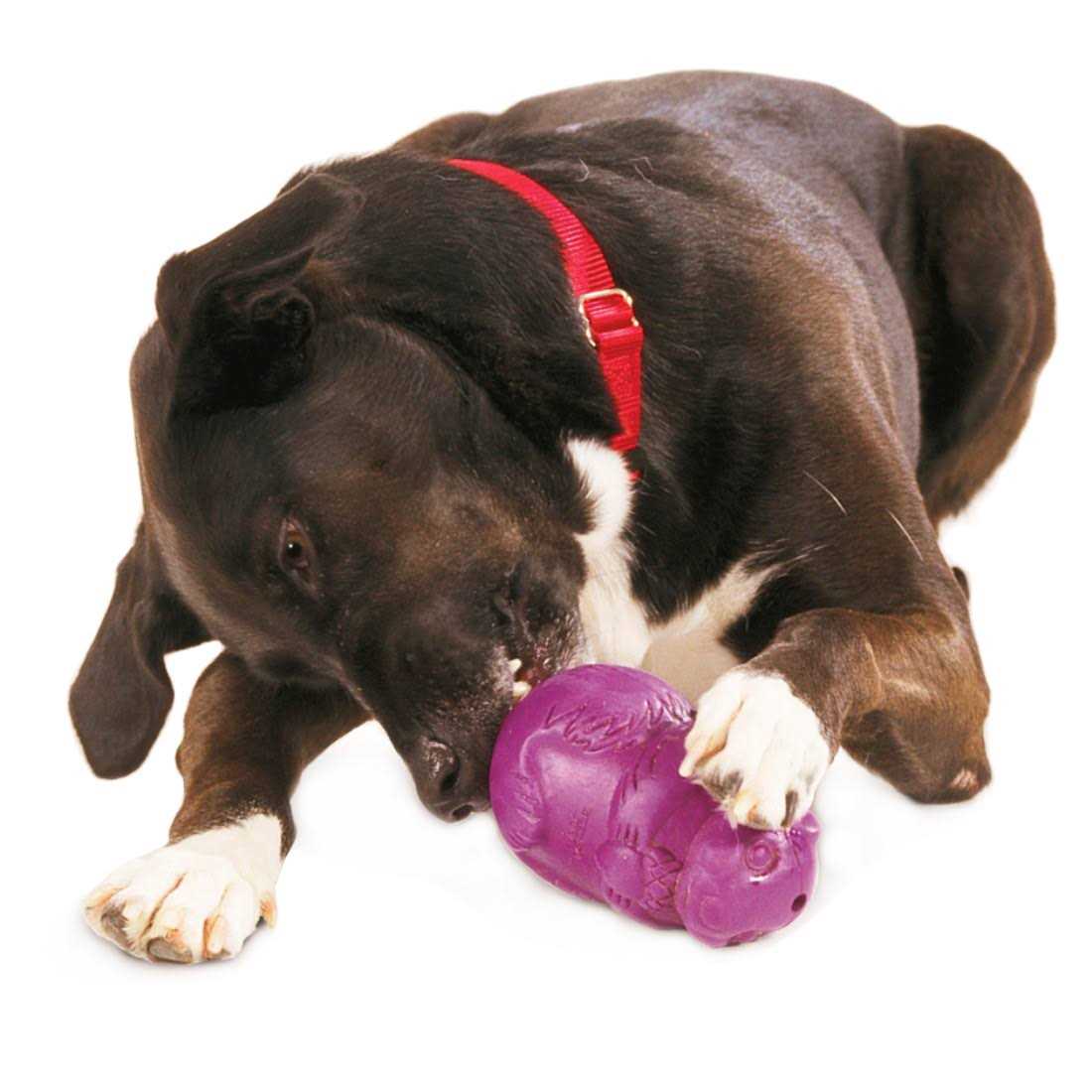 Busy Buddy Squirrel Dude Dog Toy - Healthber
