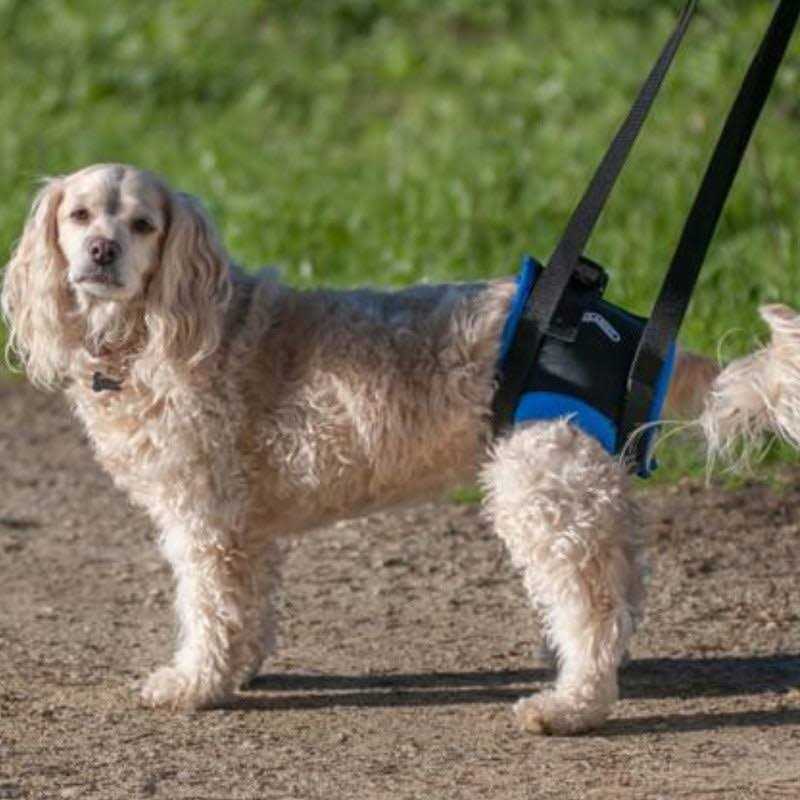 Walkabout Original Back End Harness - Healthber