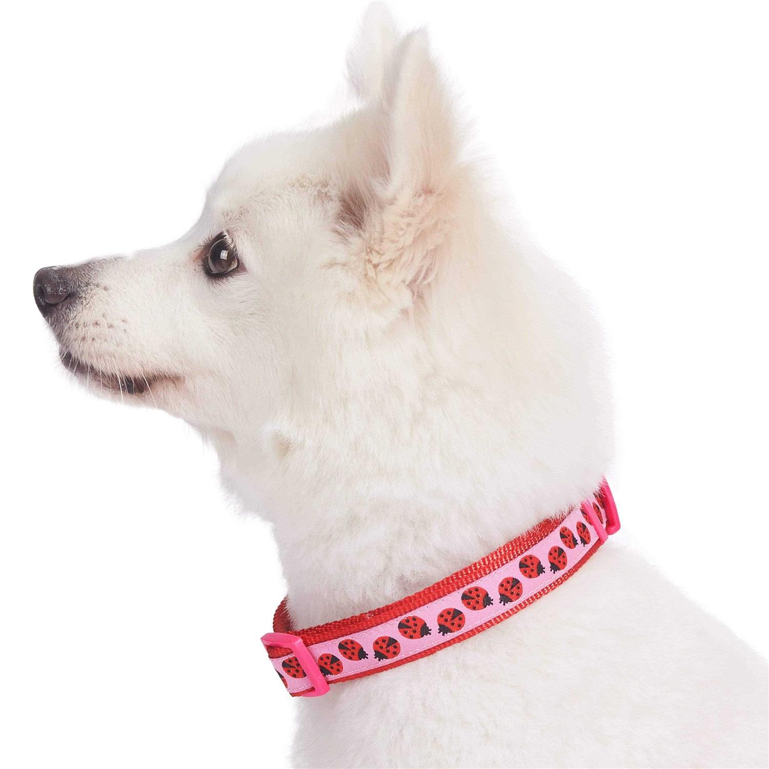 Blueberry Pet Dog Collar - Healthber