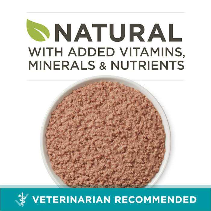 Purina ONE Healthy Kitten Grain Free Chicken & Salmon Pate Wet Cat Food - Healthber
