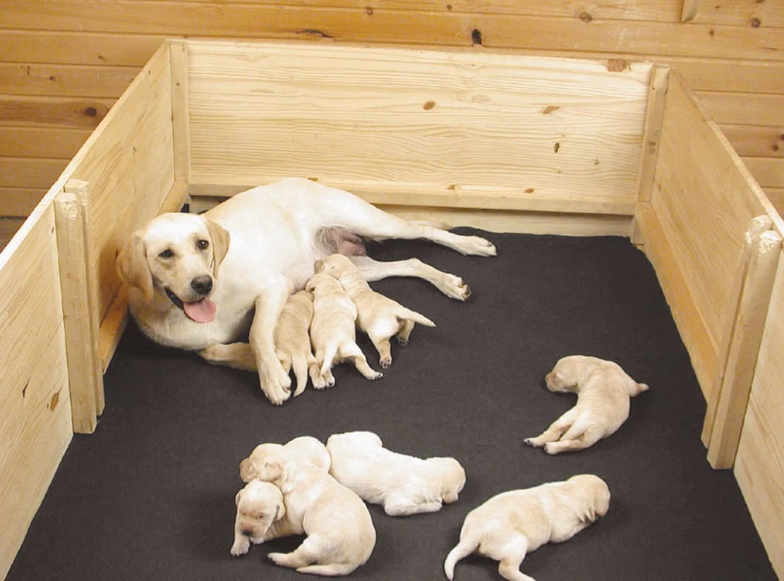 Drymate MAX Whelping Box Liner - Healthber