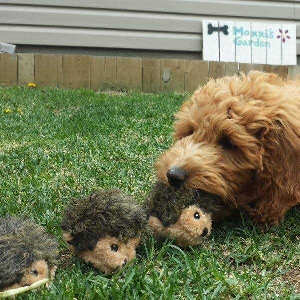 ZippyPaws Miniz Dog Toys Hedgehogs - Healthber