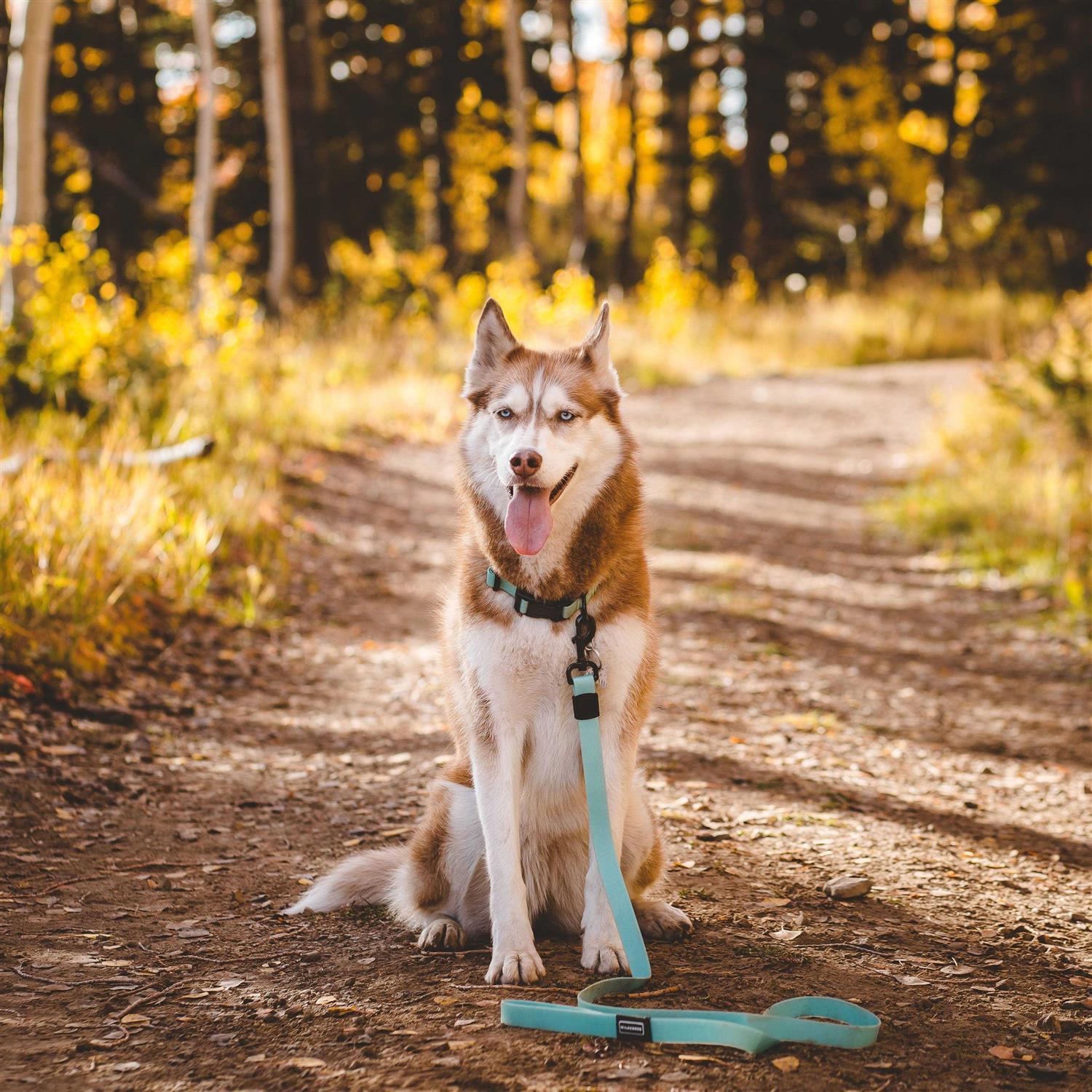 Wilderdog Waterproof Leash - Healthber