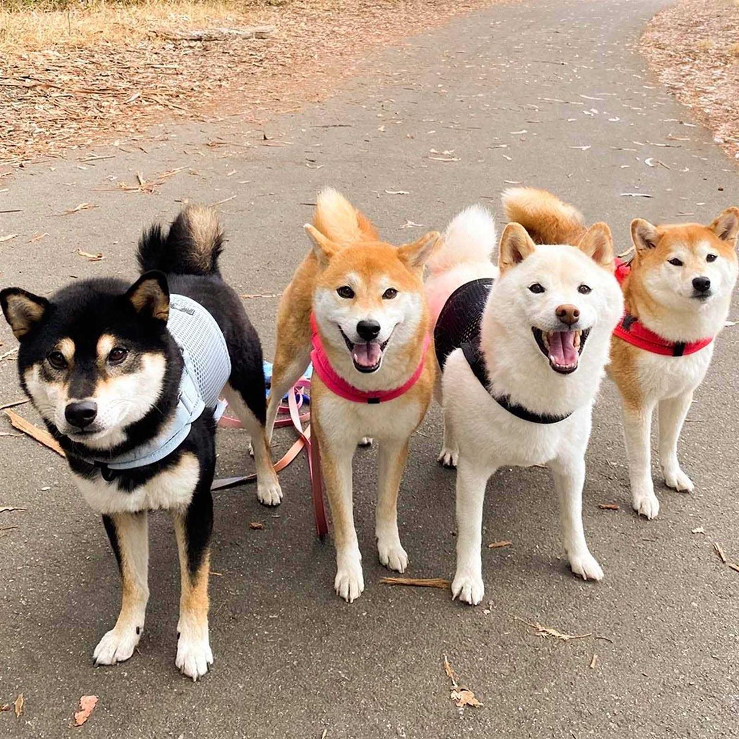 Sleepypod Martingale Walking Dog Harness - Healthber