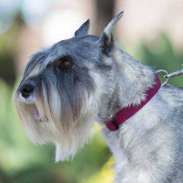 Lupine Dog Collar Eco - Healthber