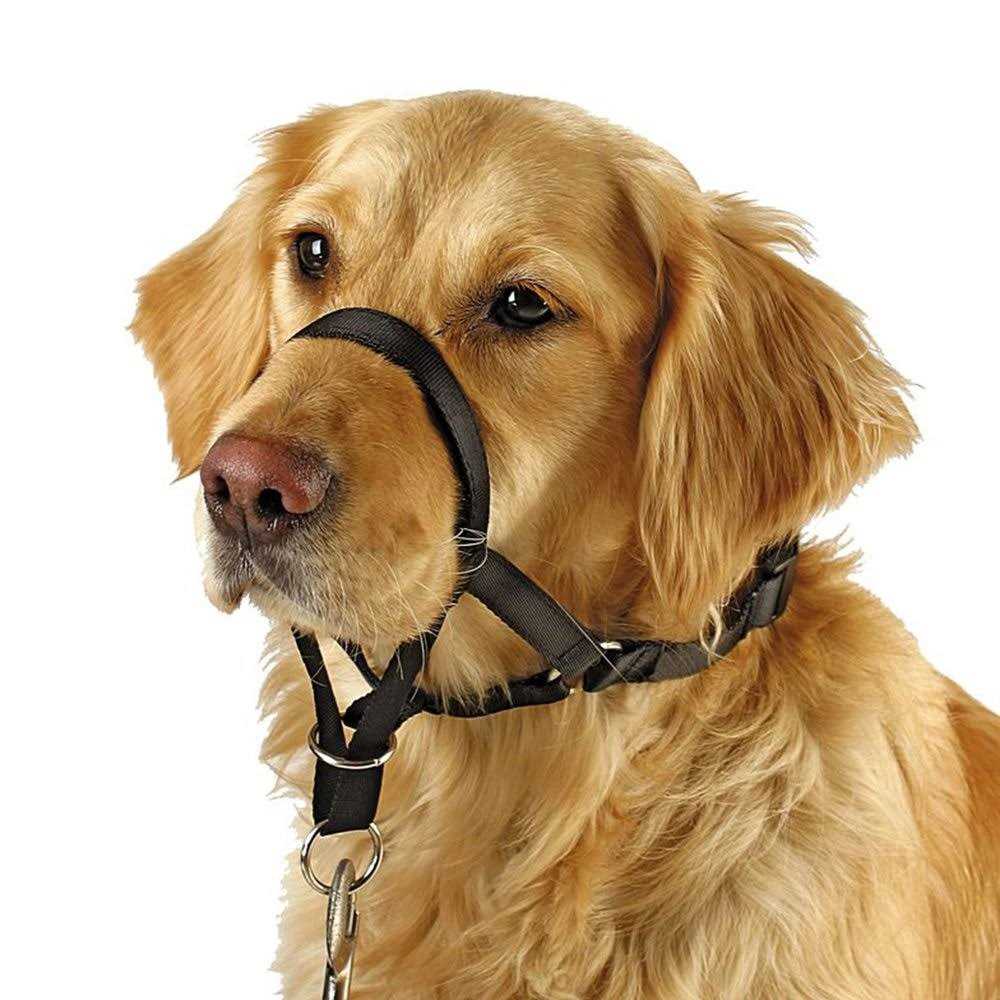 Barkless Dog Head Collar No Pull Training Tool for Dogs on Walks - Healthber