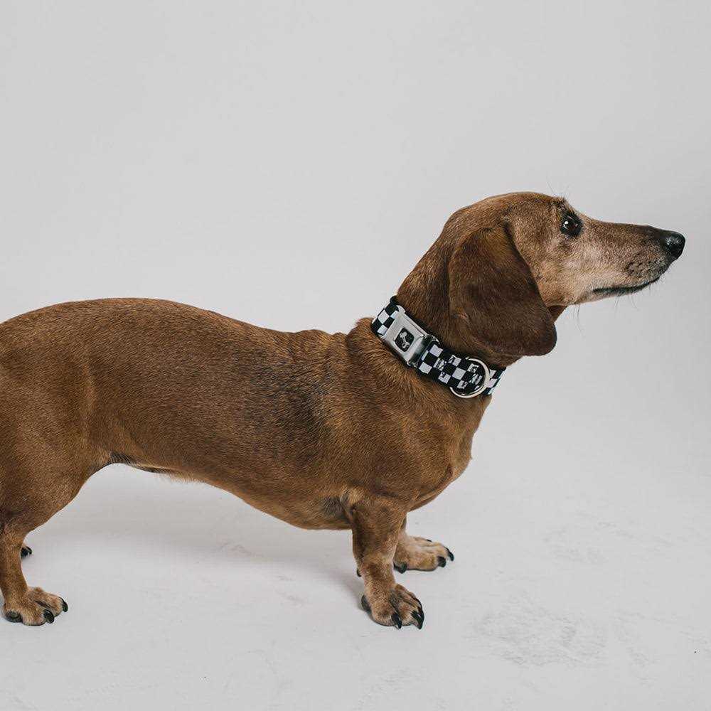 Buckle Down Dog Collar Seatbelt Buckle - Healthber