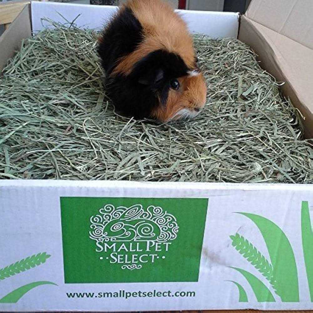 Small Pet Select Cutting Timothy Hay Pet Food - Healthber