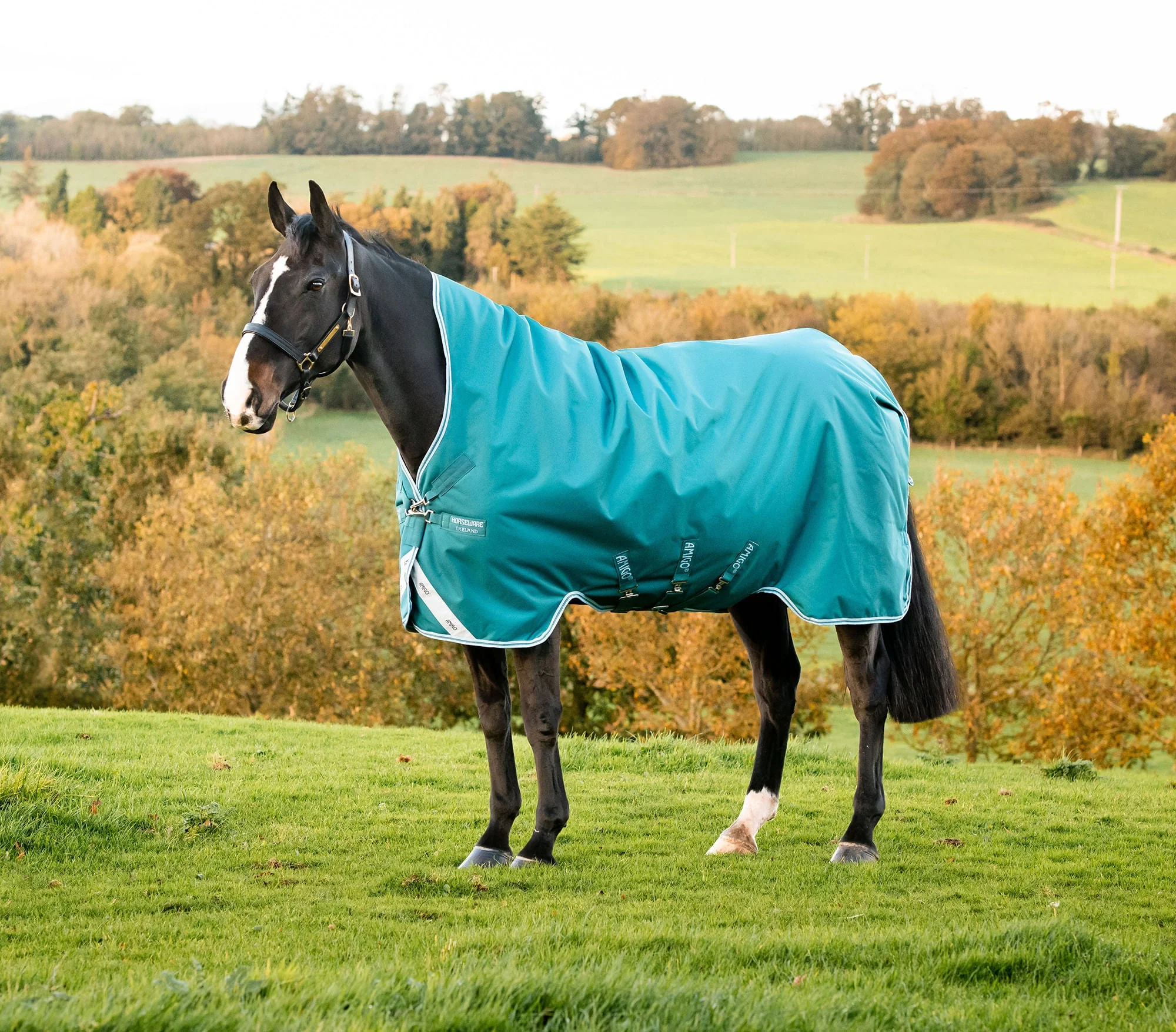 Amigo Bravo 12 Wug, 250 gram Horse Blanket, Storm Green - Healthber