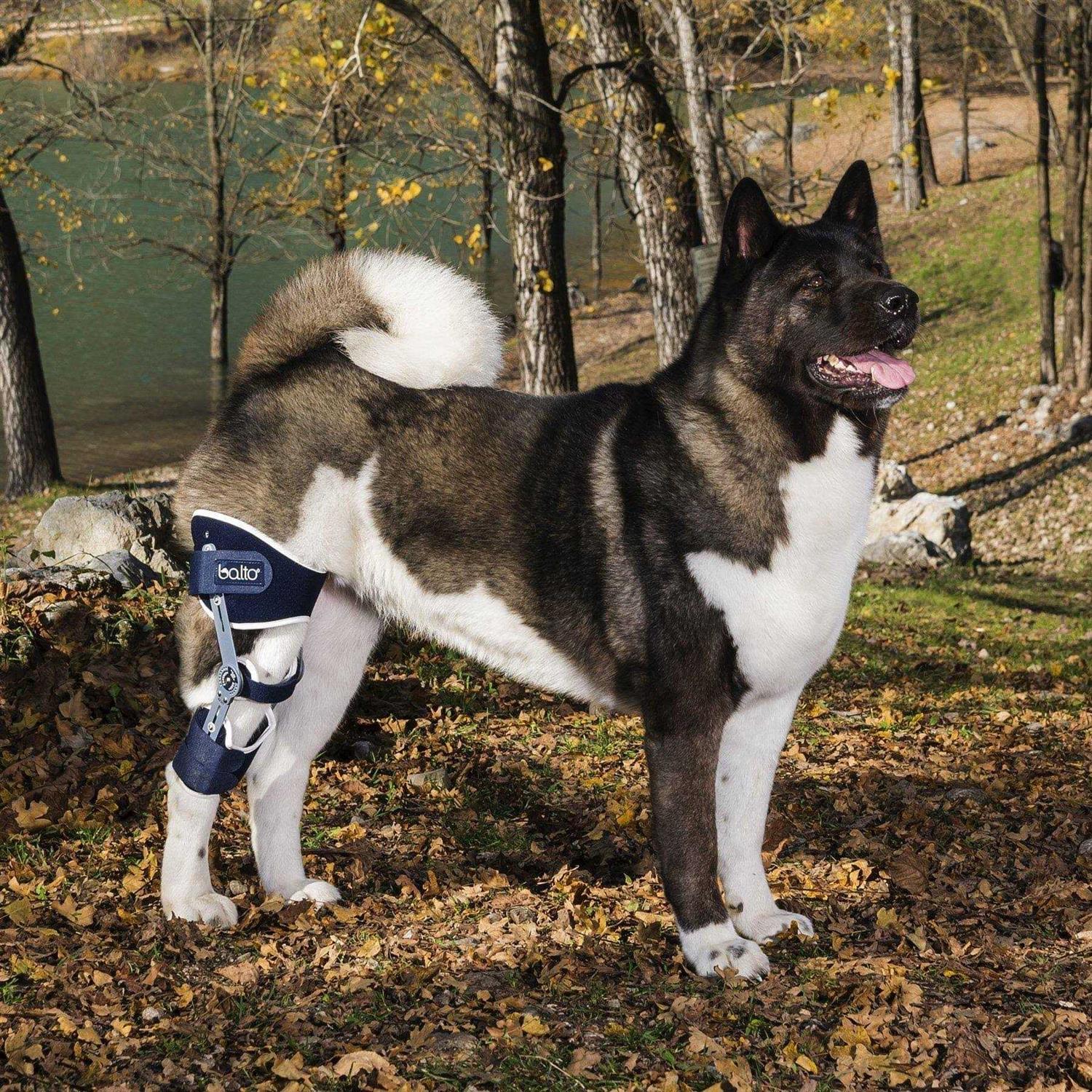 Balto Ligatek Adjustable Hinged Dog Knee Brace - Healthber