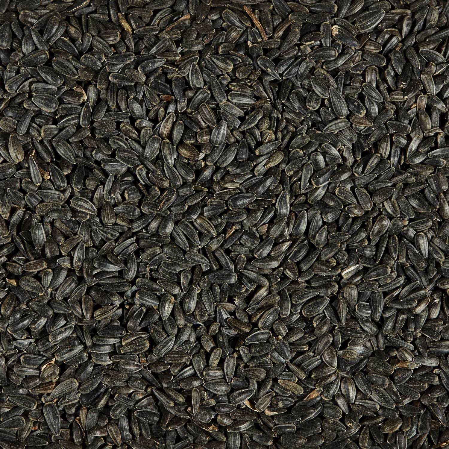Ace Songbird Black Oil Sunflower Seed Wild Bird Food - Healthber