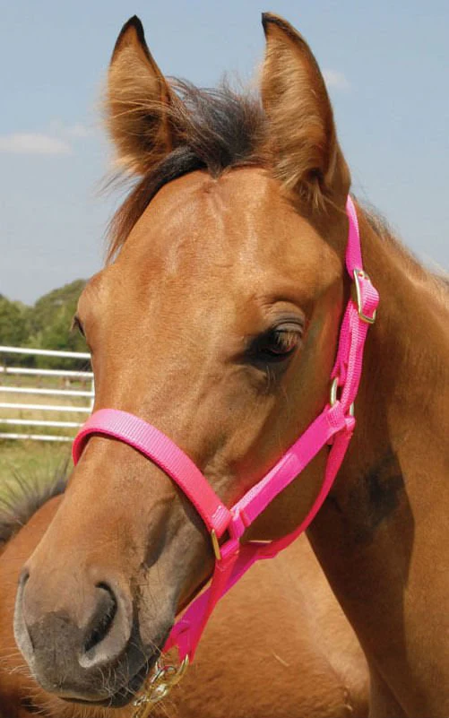 Nylon Foal & Pony Halter - Healthber