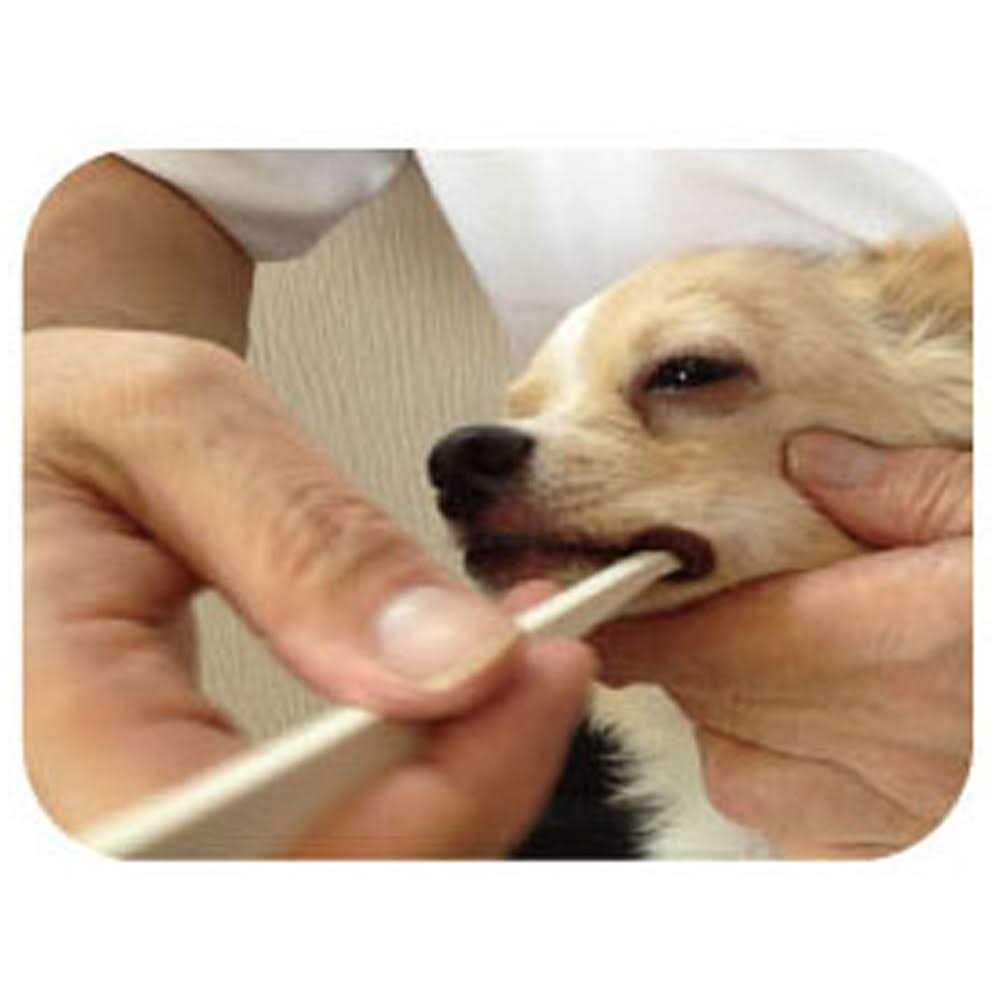 Toothbrush for Dogs Easy to Use Made in Japan Kenko care by Mind Up - Healthber