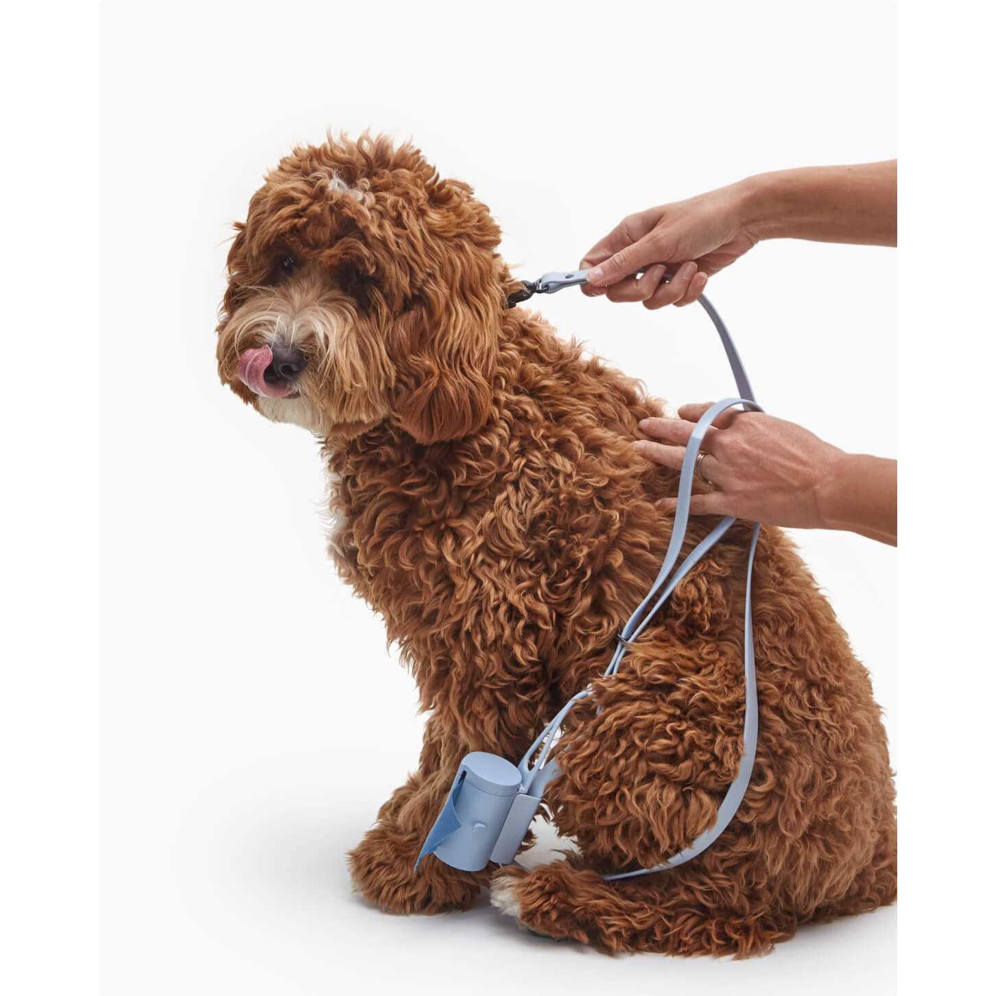 Fable Pets Signature Dog Leash - Healthber