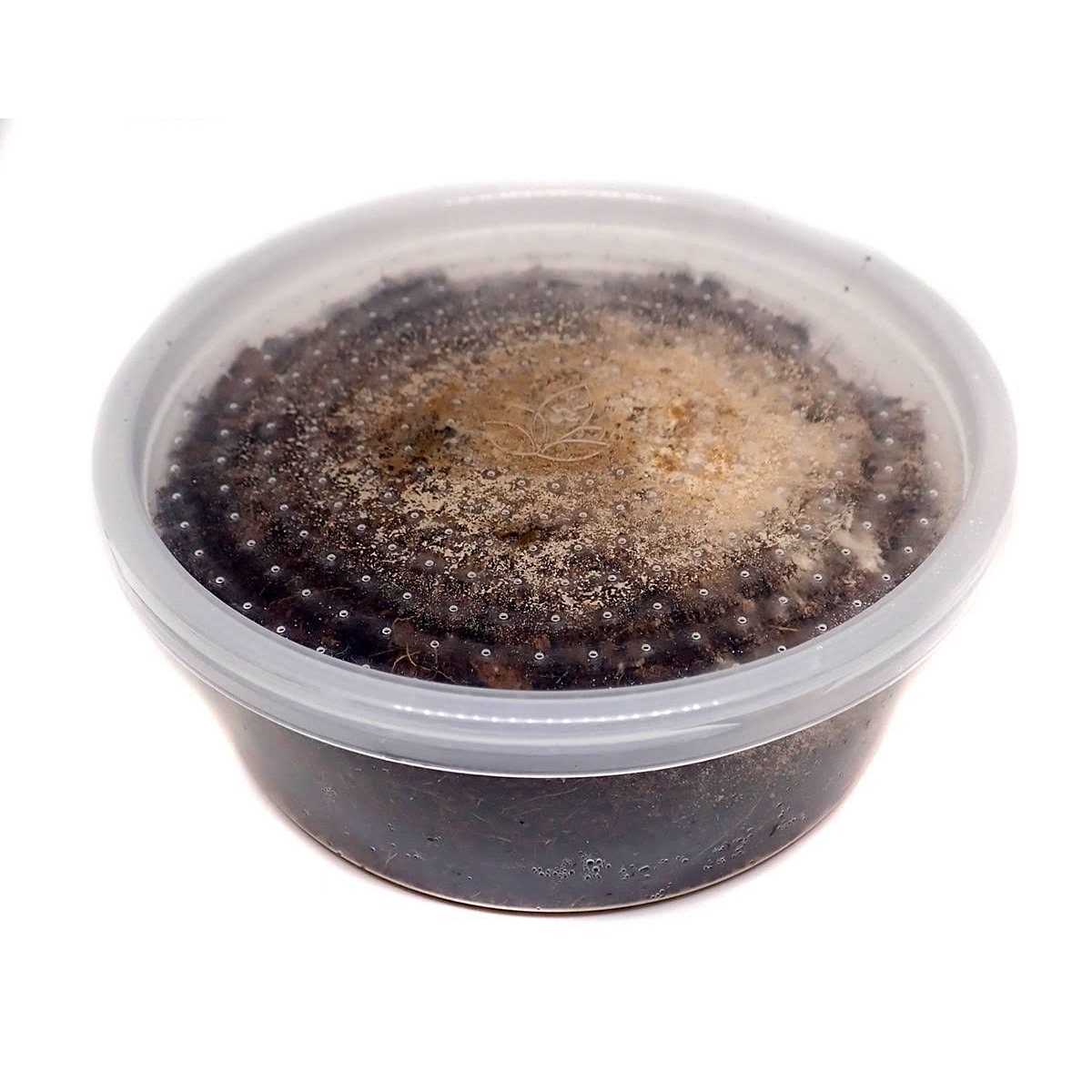 Josh’s Frogs Temperate Springtail 8 oz Culture - Healthber