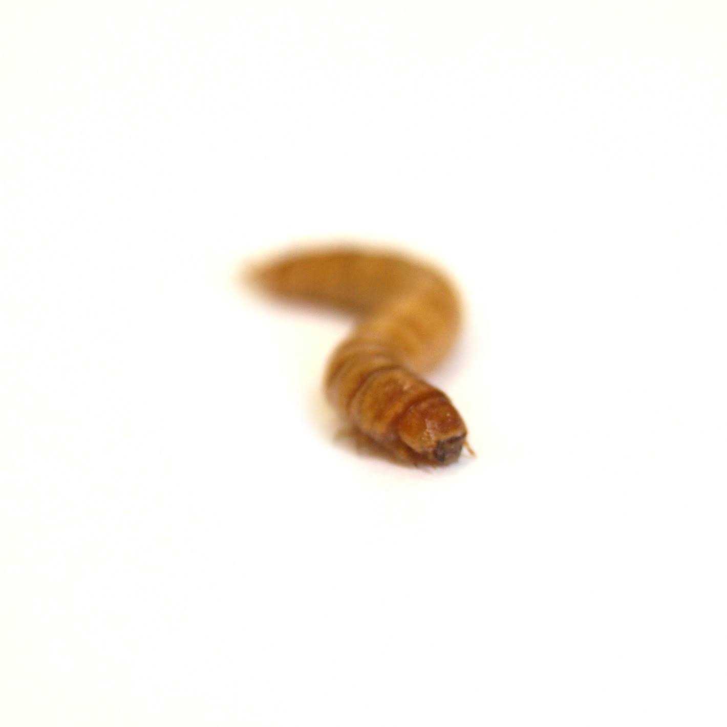 Josh’s Frogs Mealworms Live Feed Reptile Food - Healthber