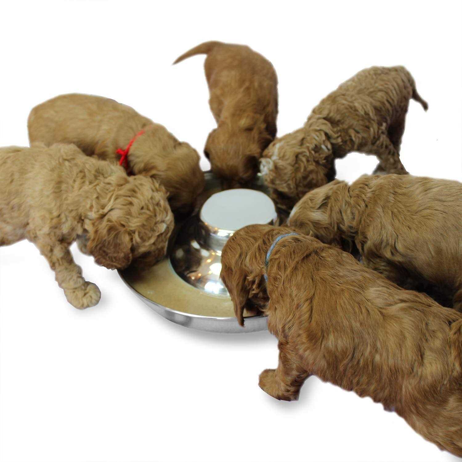 Podinor Stainless Steel Puppy Dog Bowls Pets Puppies Feeding Food and Water Weaning Bowls Dishes Feeder - Healthber
