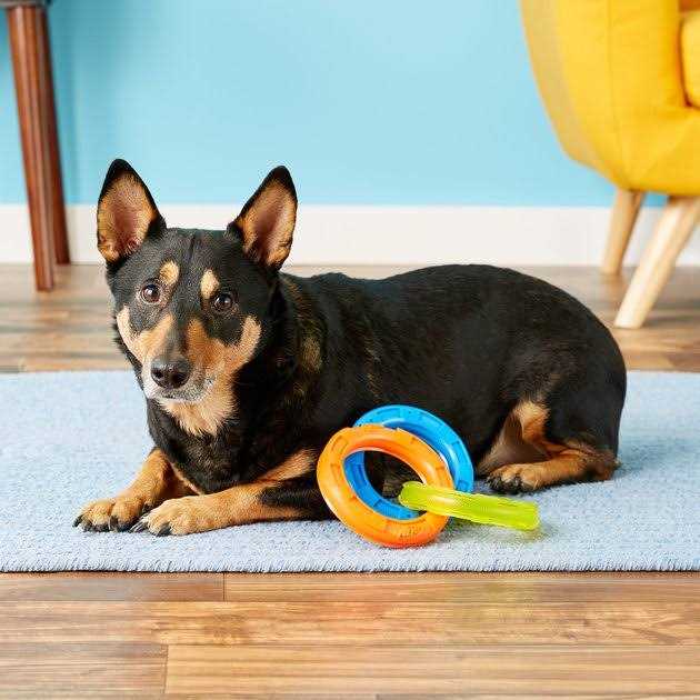 Nerf 3-Ring Tug Dog Toy - Healthber