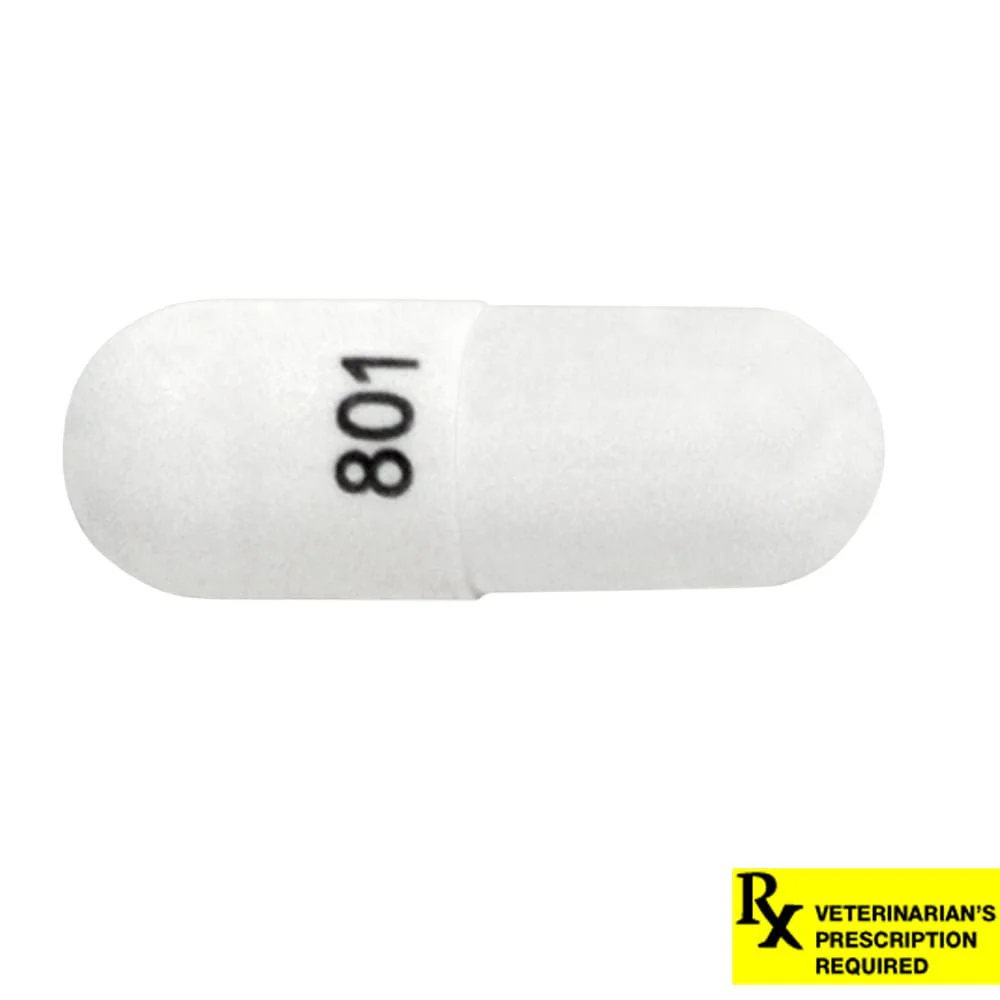 Rx Cephalexin (Generic) Capsules for Dogs & Cats - Healthber
