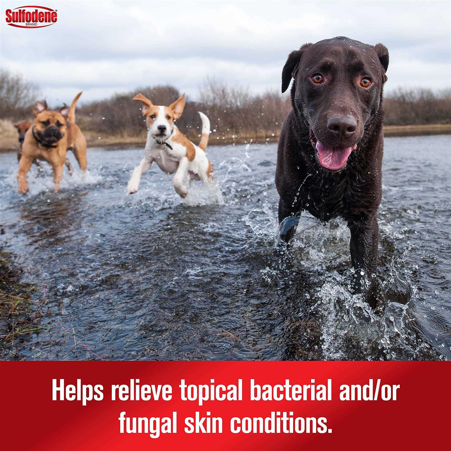 Sulfodene 3 Way Ointment for Dogs - Healthber