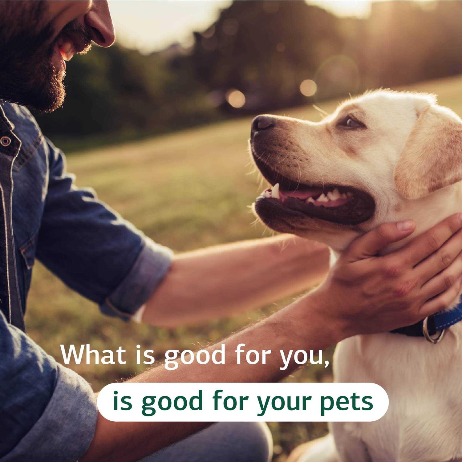 Canine Cardiac Support - Healthber