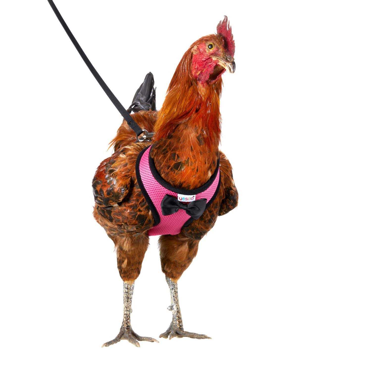 Yesito Chicken Harness Hen Size with 6ft Matching Leash - Healthber