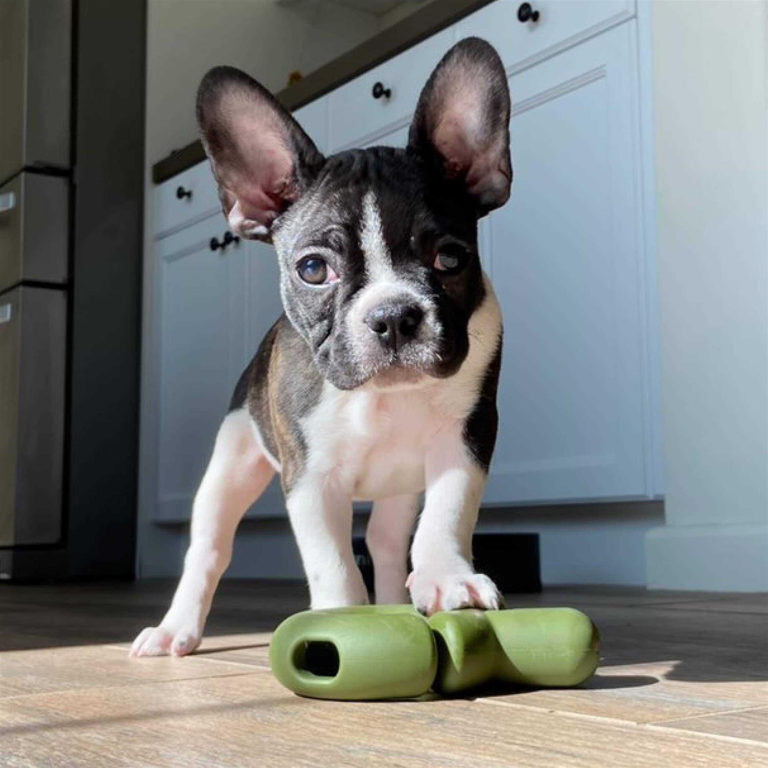 Fable Pets Falcon Dog Toy - Healthber