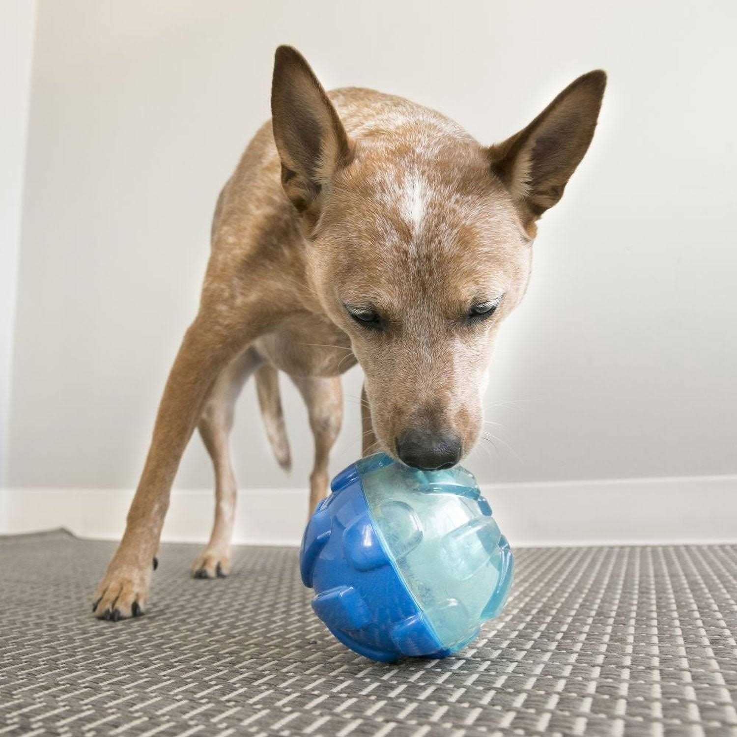 KONG Rewards Ball Dog Toy - Healthber