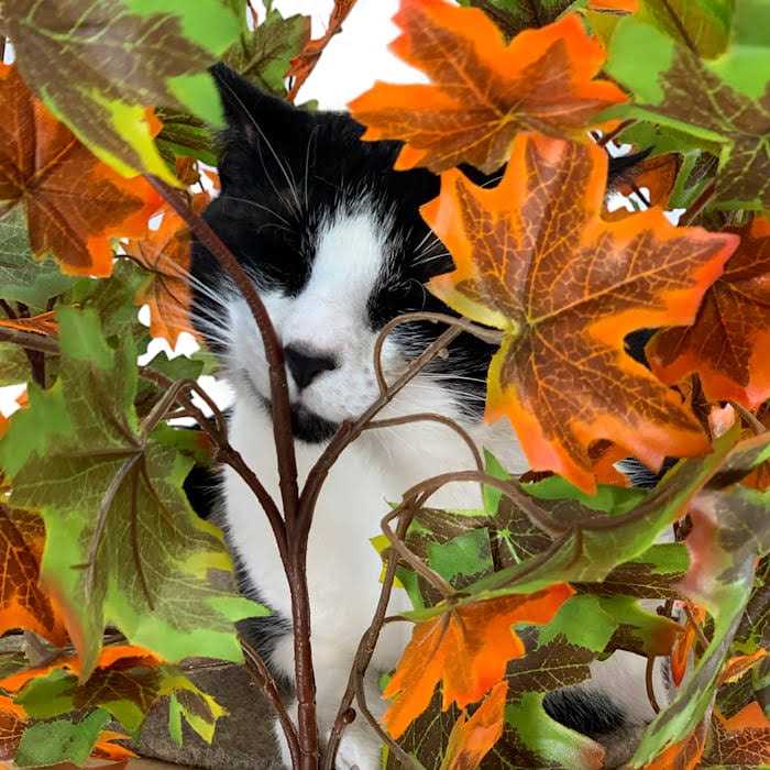 On2Pets Summer Square Cat Tree - Healthber