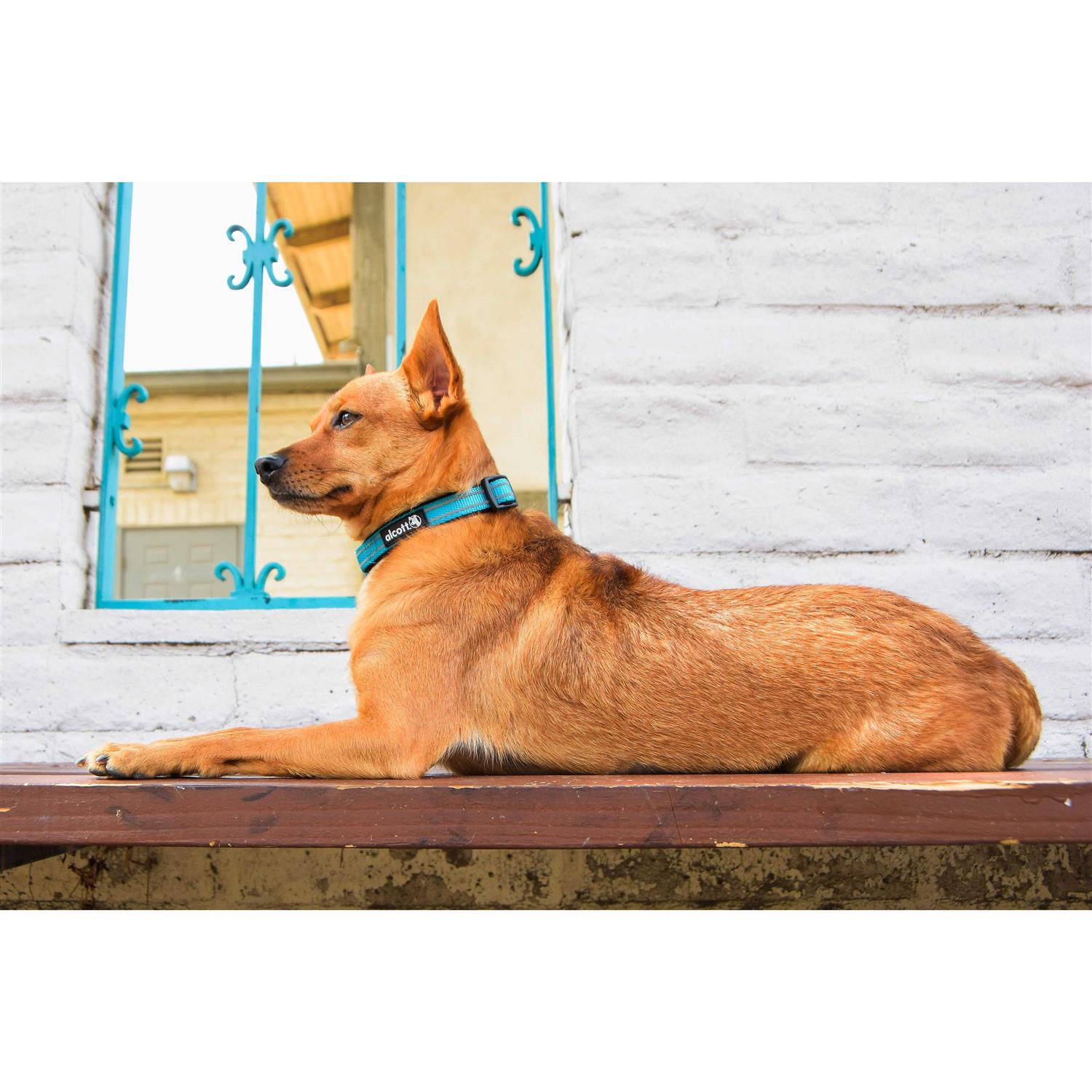 Alcott Adventure Dog Collar - Healthber