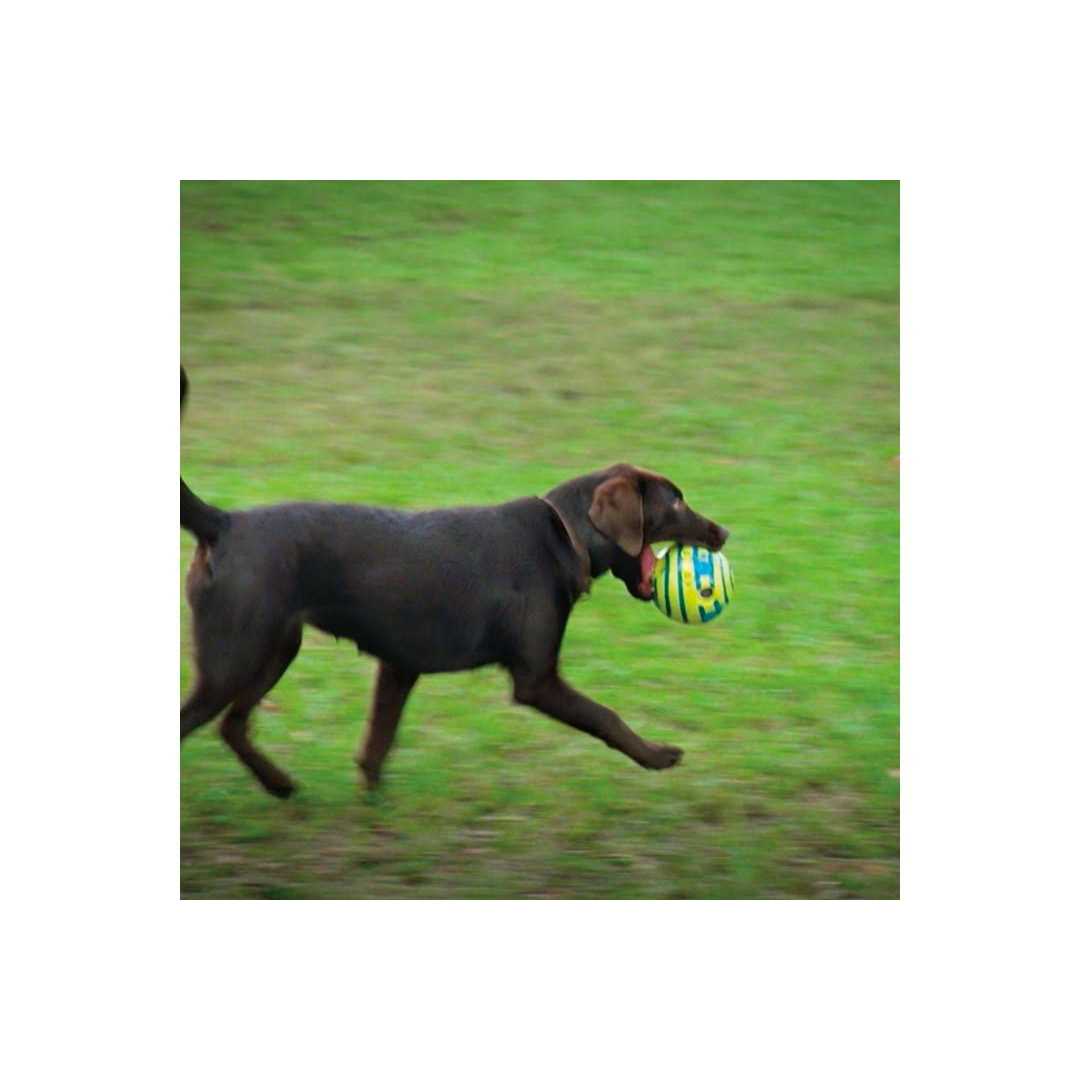 Wobble Wag Giggle Ball Dog Toy - Healthber