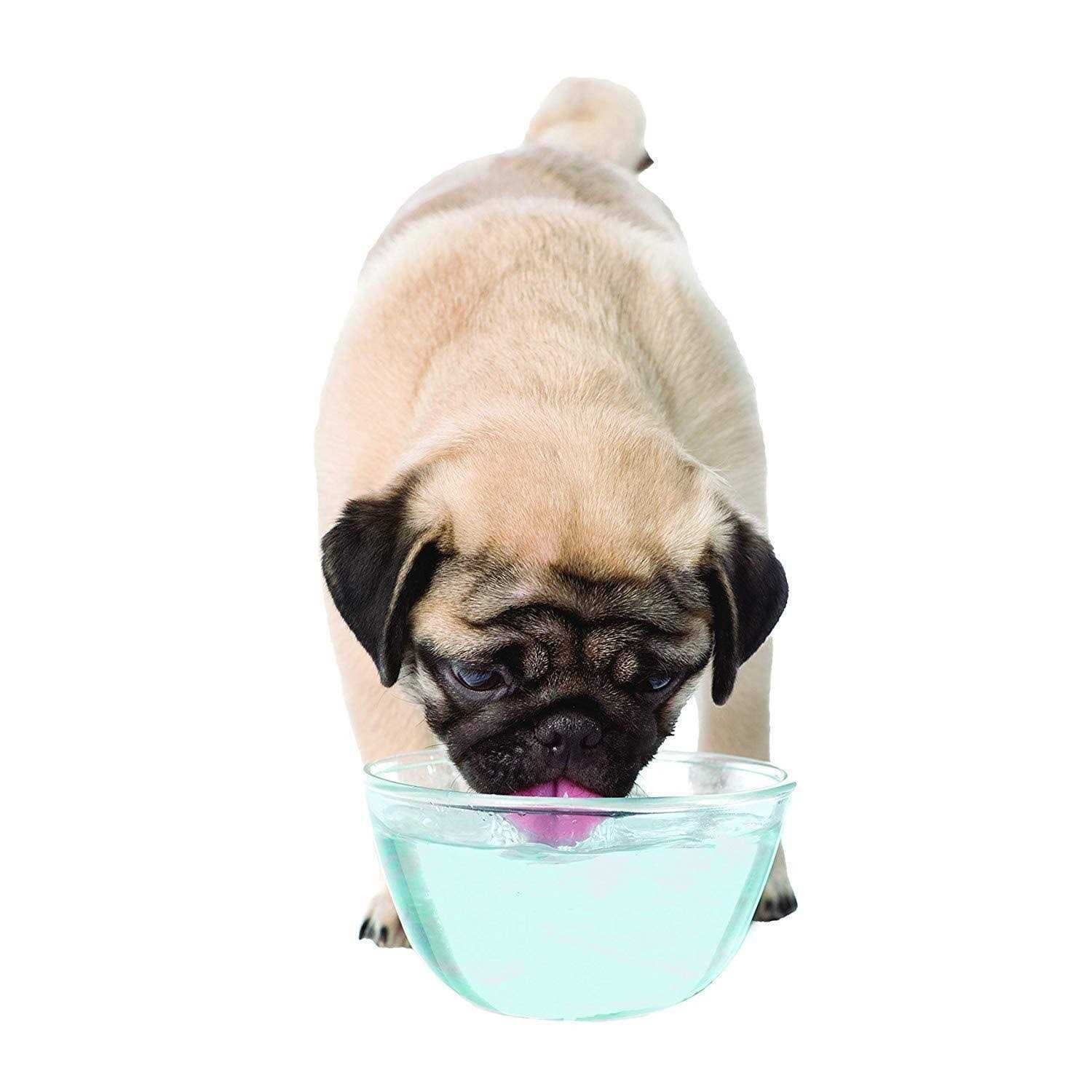 Nylabone Advanced Oral Care Liquid Tartar Remover Water Additive for Dogs - Healthber