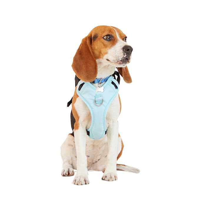 EveryYay Teal Crash Test Dog Harness - Healthber