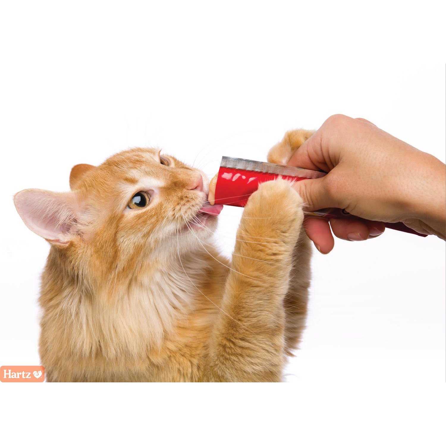 Delectables Squeeze Up Tuna & Salmon Cat Treats - Healthber