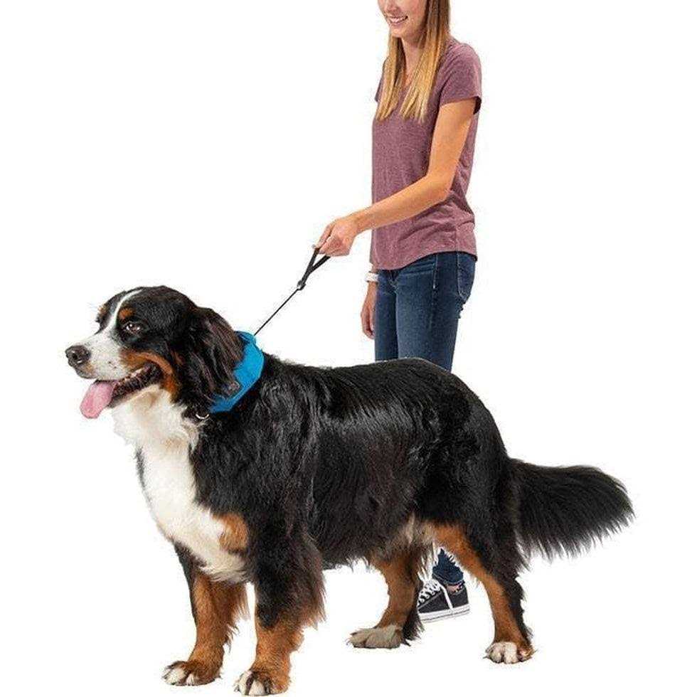 Nite Ize RadDog All-In-One Collar + Leash - Healthber