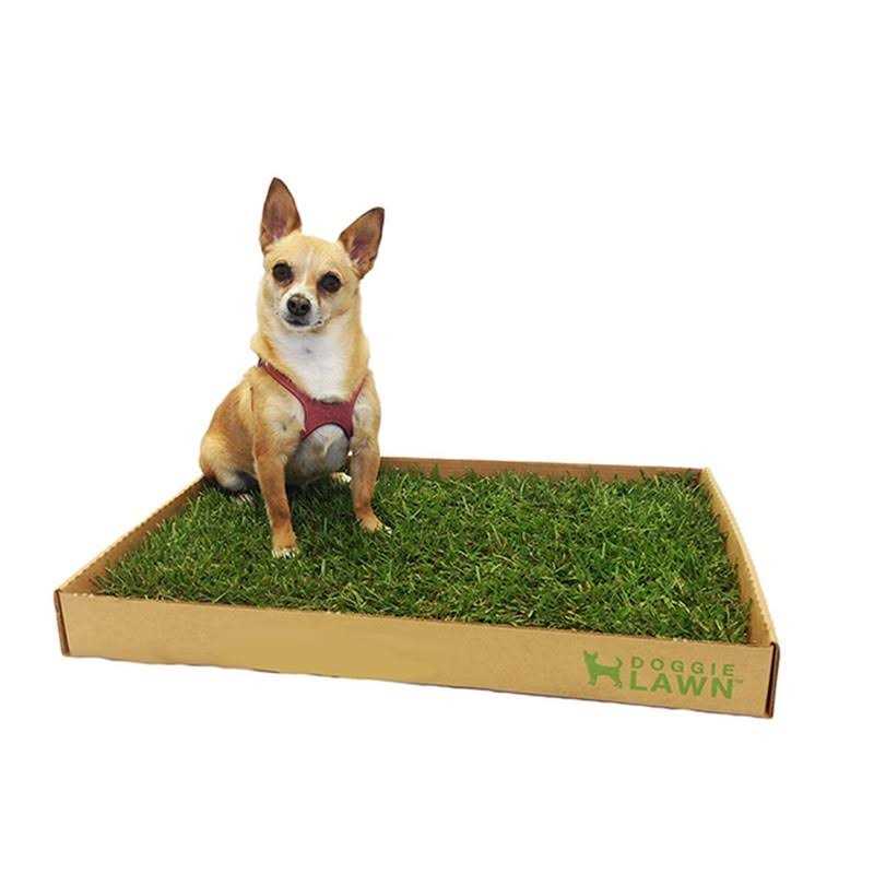 DoggieLawn Real Grass Puppy Pee Pads 24 x Perfect Indoor Litter Box for Dogs - Healthber