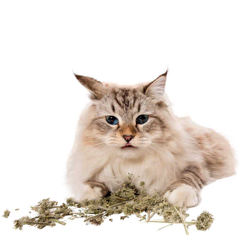 Litterbox.com™ Catnip Buds in Bisque - Healthber