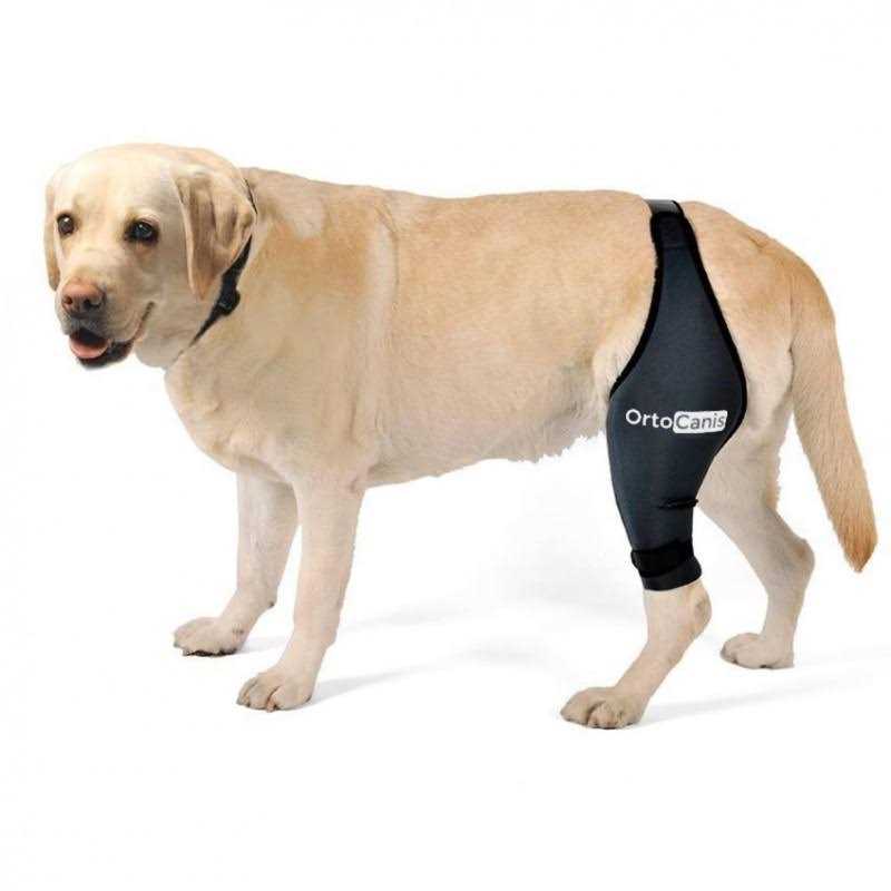 Ortocanis Knee Brace for Dogs with Cruciate Ligament Injuries, Patella Dislocation or Osteoarthritis - Healthber