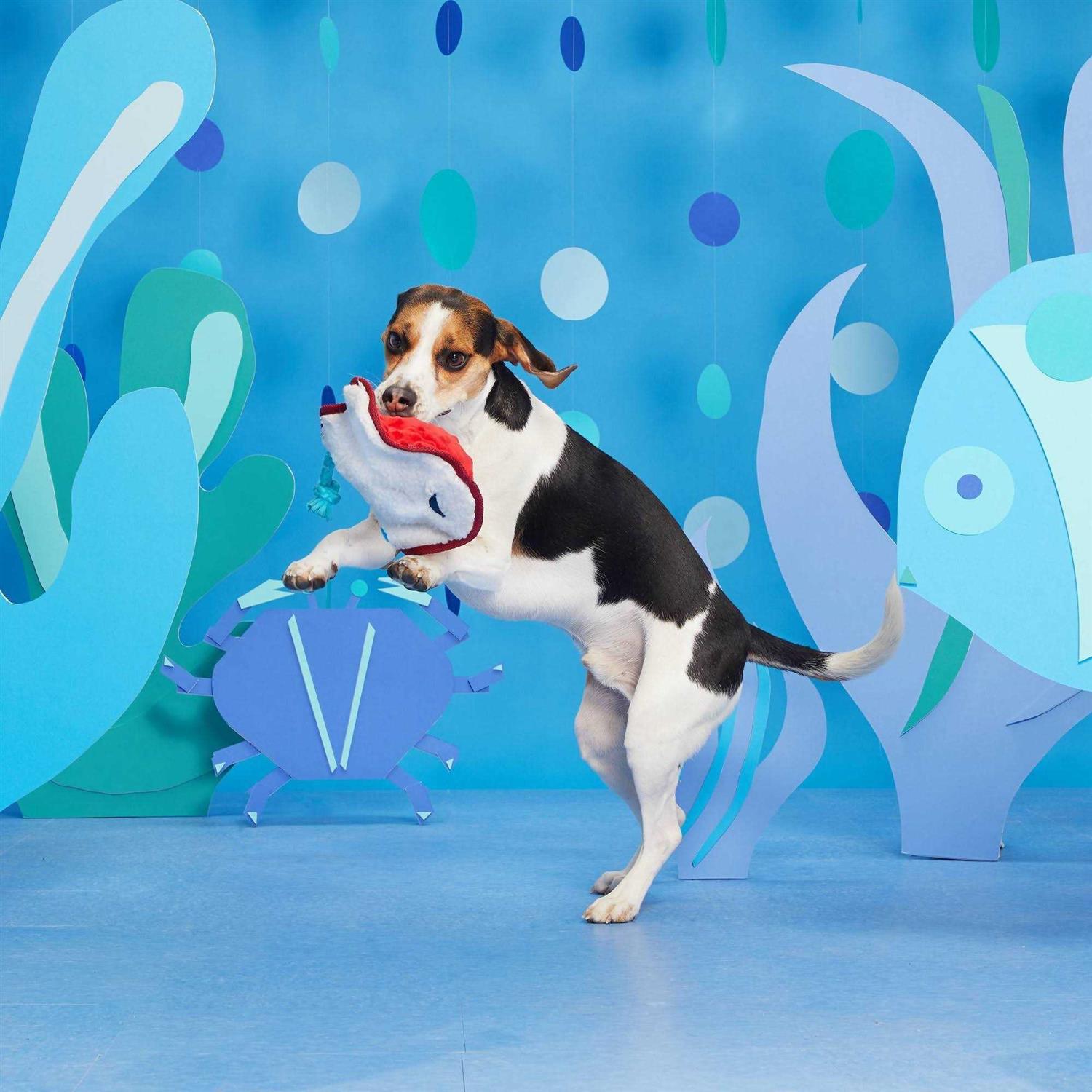 BARK Sting Crosby the Ray Dog Toy - Healthber