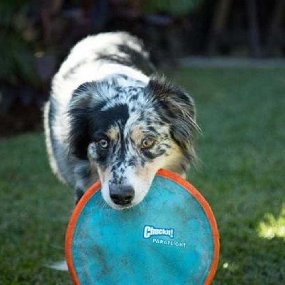 Chuckit! Dog Toy Paraflight - Healthber