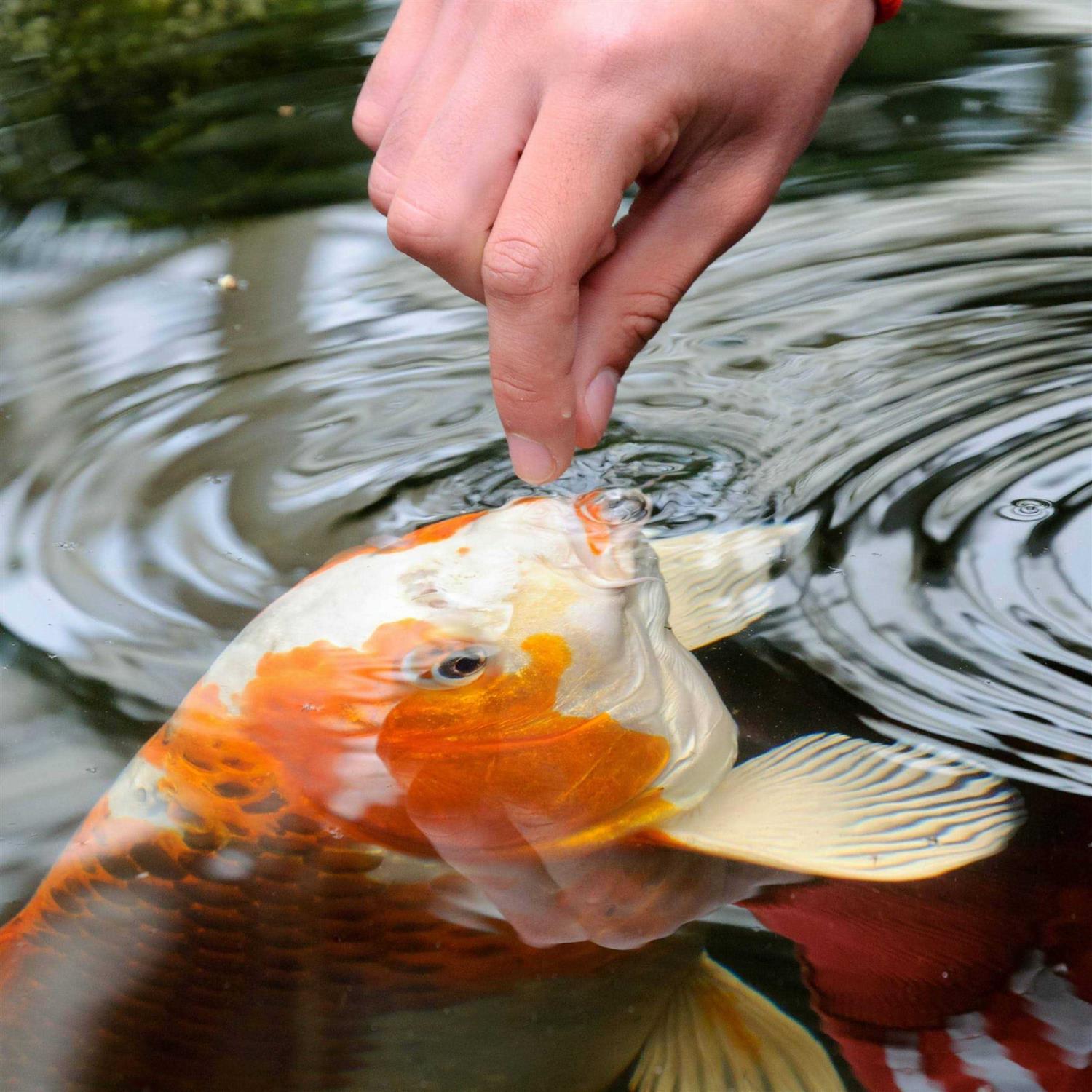 Tetra Pond Sticks Goldfish & Koi Food - Healthber