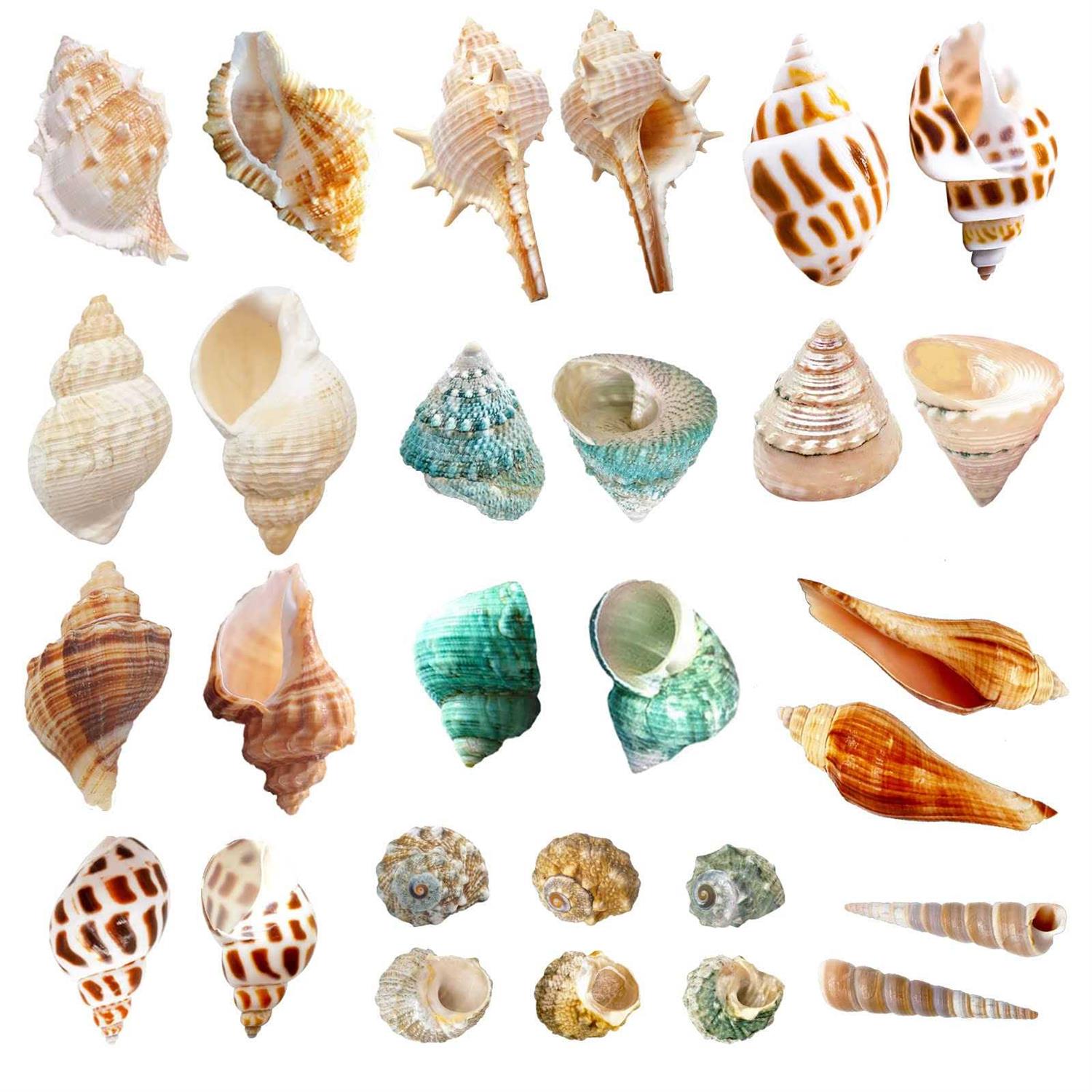 Lucky Baby 15+pcs Hermit Crab Shells Small to Medium Sea Conch Size 1/4-1 1/2 Inches Natural Growth Turbo Seashells Conch - Healthber